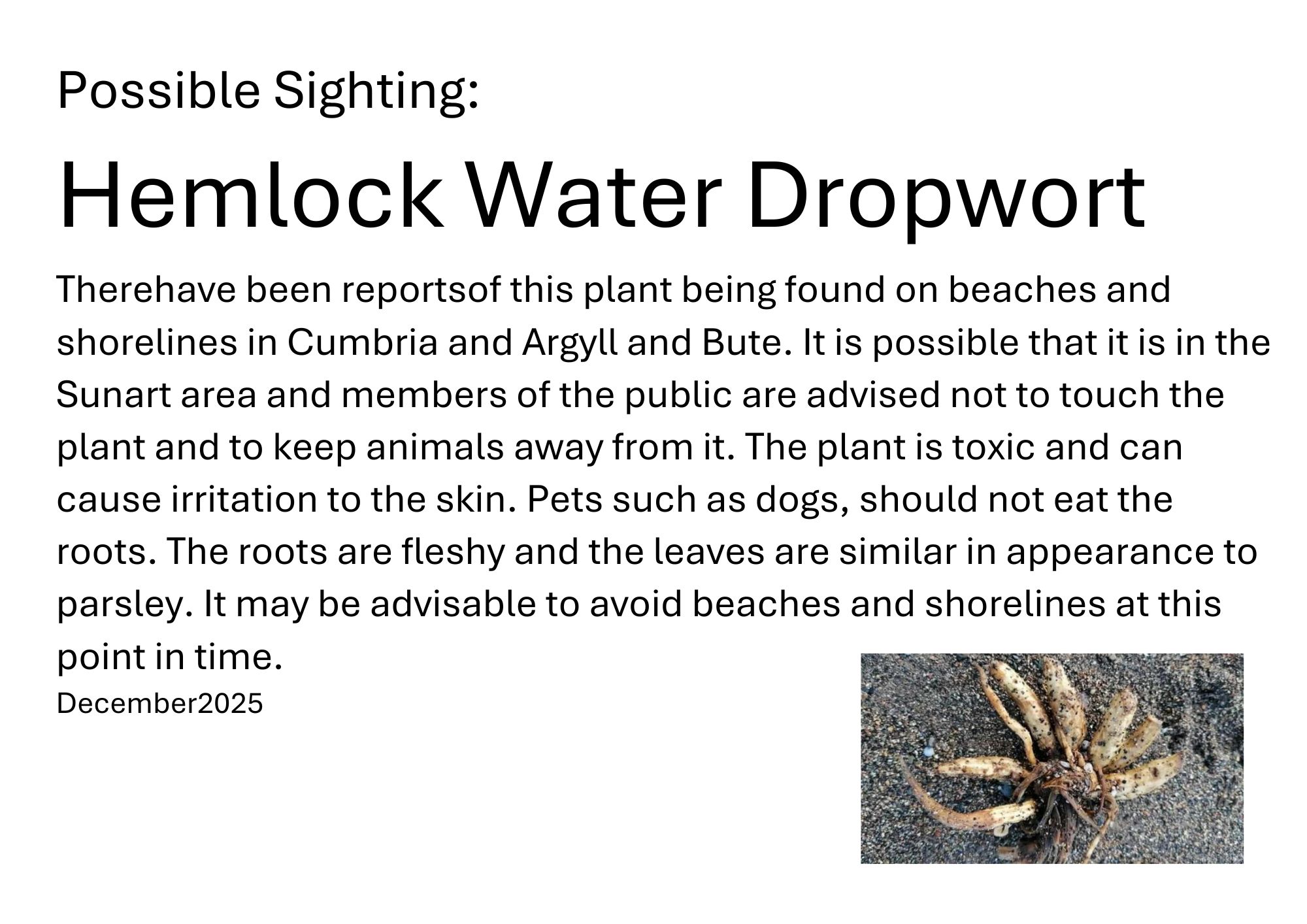 Public Notice: Possible Sighting of Hemlock Water Dropwort